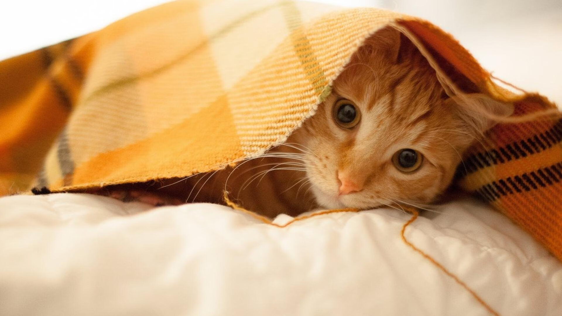 新王当立！莫兰特50分史诗之战掀翻卫冕冠军