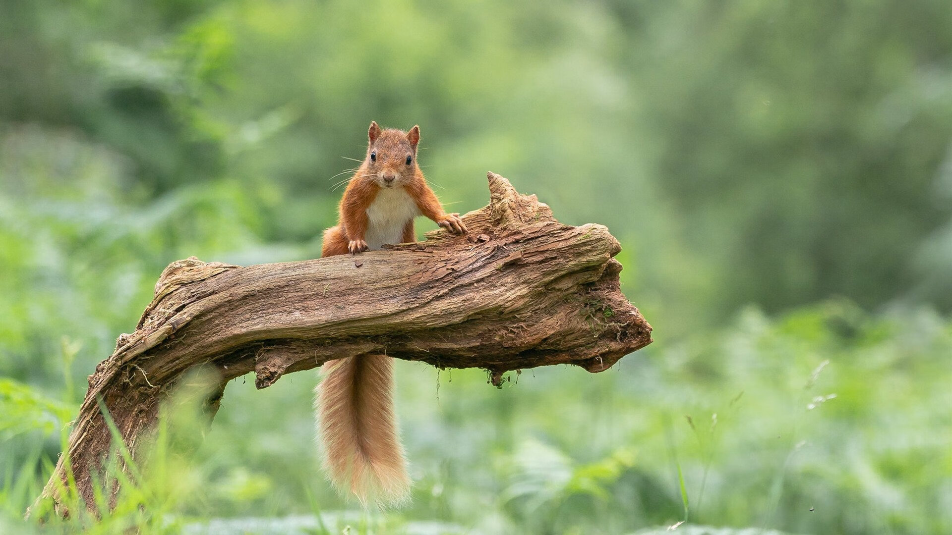 亚洲羽坛惊现黑马，韩国队五小时鏖战逆转印尼，李梓嘉扛起新王朝大旗