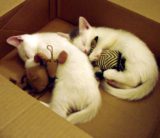 森林狼的逆转与东契奇的抢七，两场相隔一年的比赛，同一种胜利的DNA