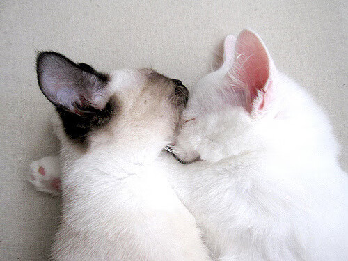 爱游戏下载-拨开云雾见星光，米切尔在焦点战证明自己，步行者击溃魔术