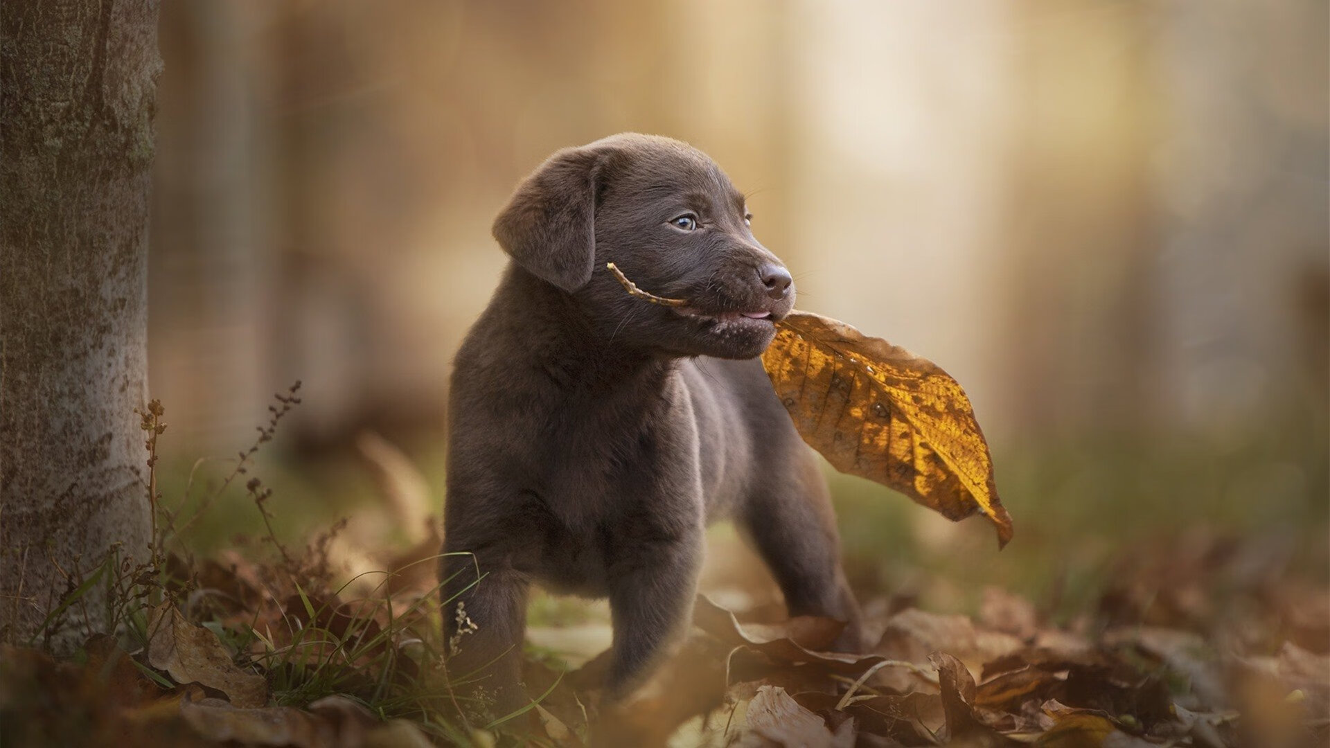 爱游戏官方-贝蒂斯封锁克罗地亚铁壁，卡马文加一剑封喉改写战局