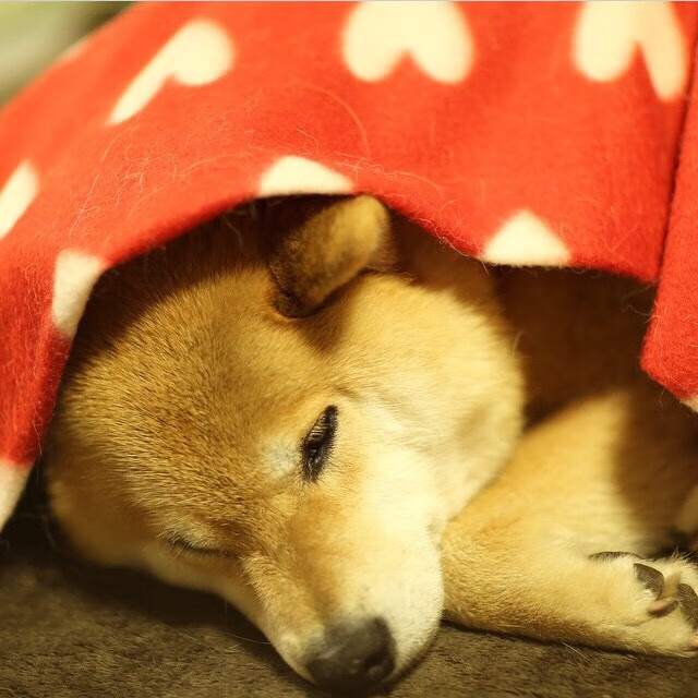 当剑与盾狭路相逢，恩比德以磐石之姿，为华丽对决写下铁血注脚