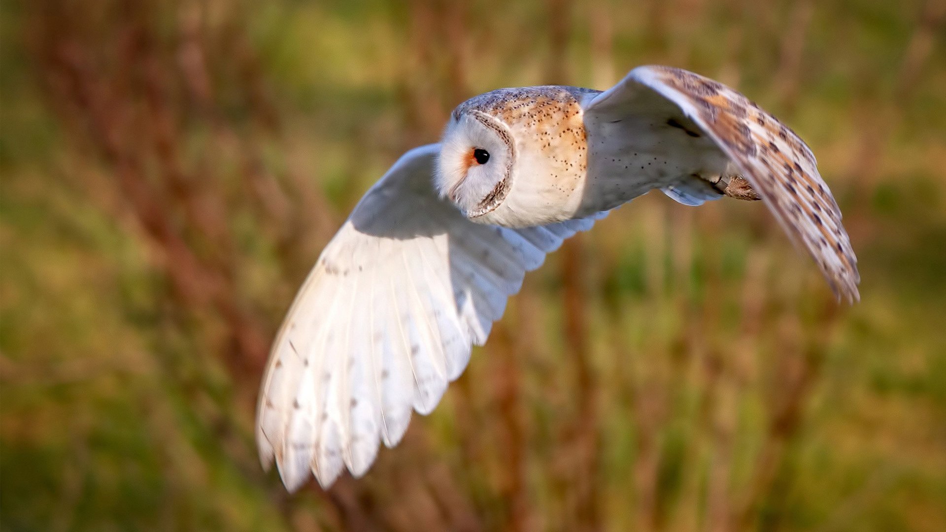 红白风暴撕裂欧洲红魔，摩纳哥生死战改写世界排名版图