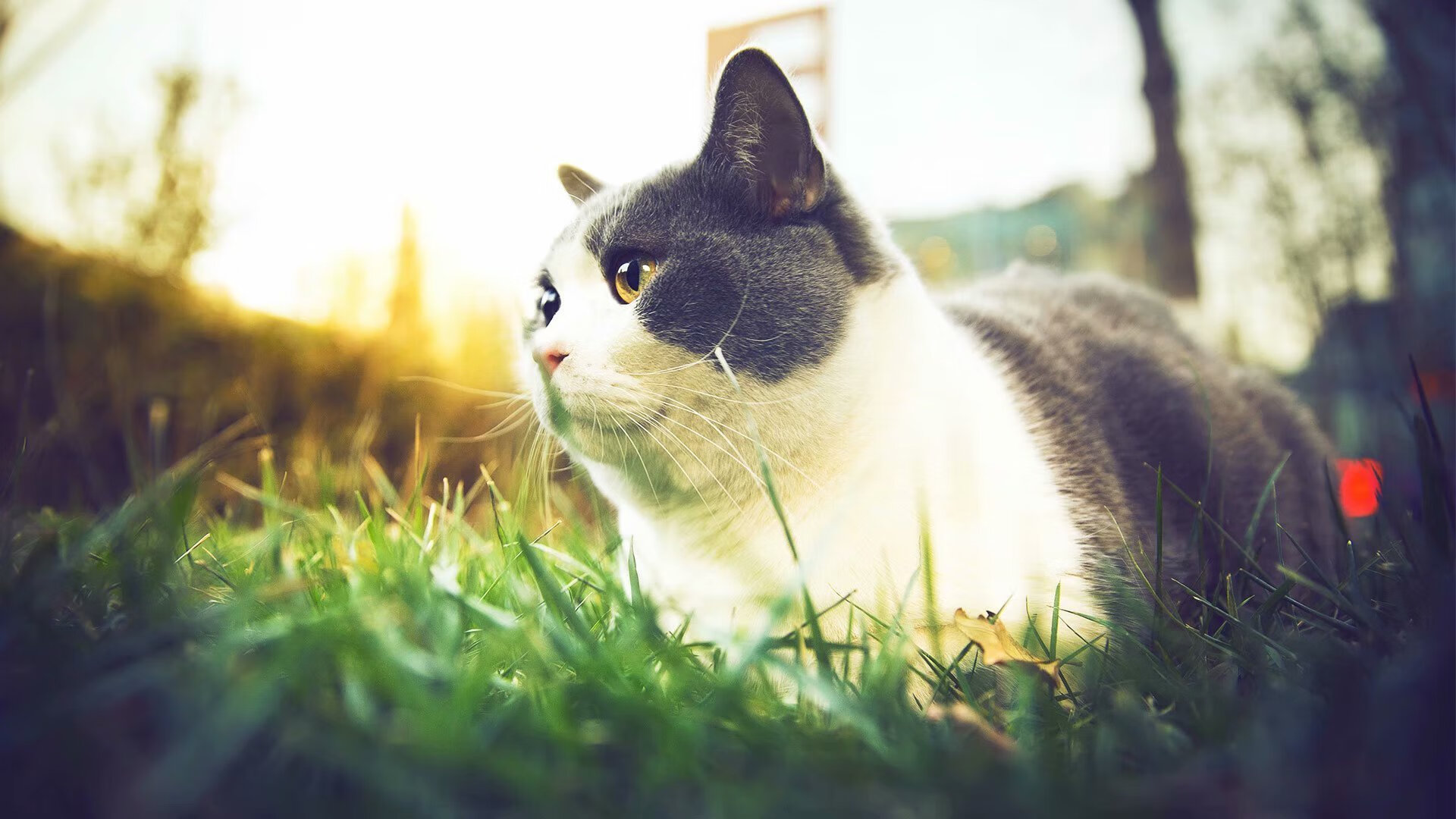 篮球世界里的双面主宰,从东契奇的防守艺术到热火的体系胜利