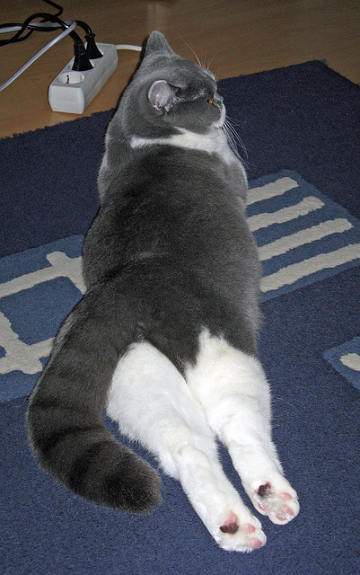 爱游戏在线-布伦森50分神迹！公牛绝杀广厦背后的篮球哲学