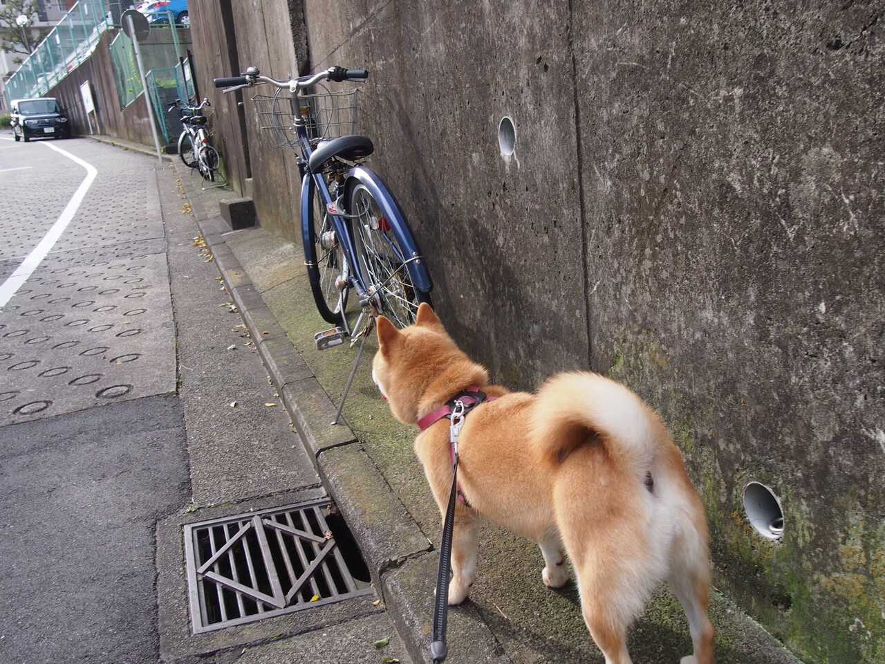毛利盾与三叉戟，新西兰战术封锁乌克兰，姆巴佩阴影下的一击制胜