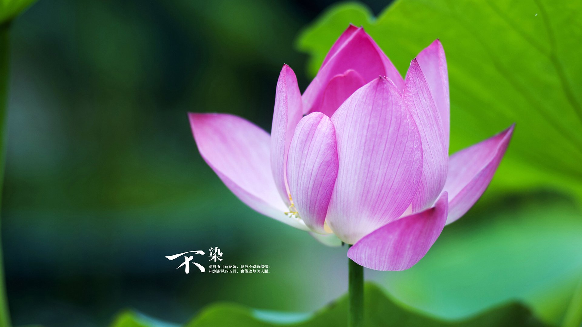 爱游戏官网-绿茵双雄会，德甲争冠的战术博弈与哥斯达黎加爱尔兰的鏖战启示