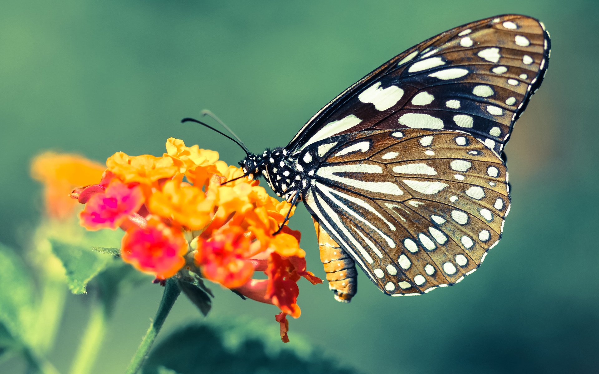 爱游戏tv-绿茵场与篮球馆的共鸣，德甲争冠战与太阳力克雄鹿的胜利哲学