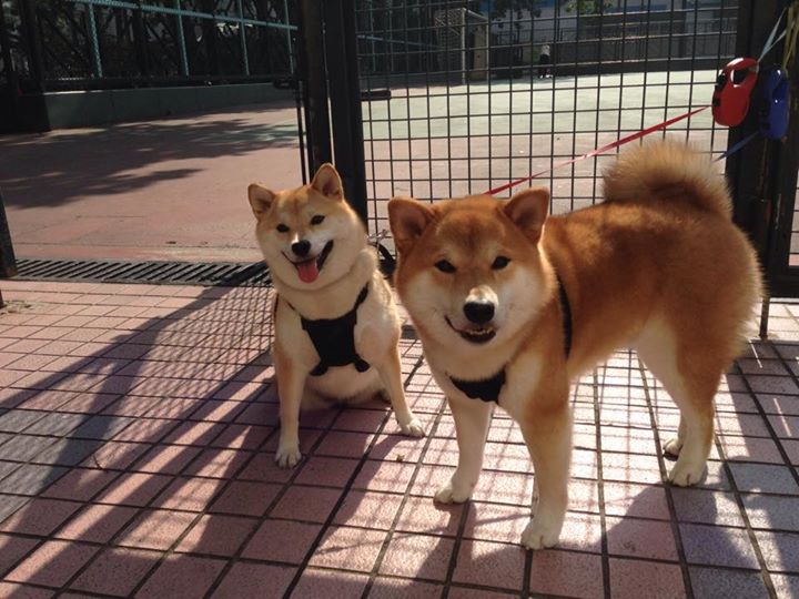 爱游戏官方入口-铁血绞索下的华彩乐章，杰伦·格林如何用无解单打为76人改写历史？