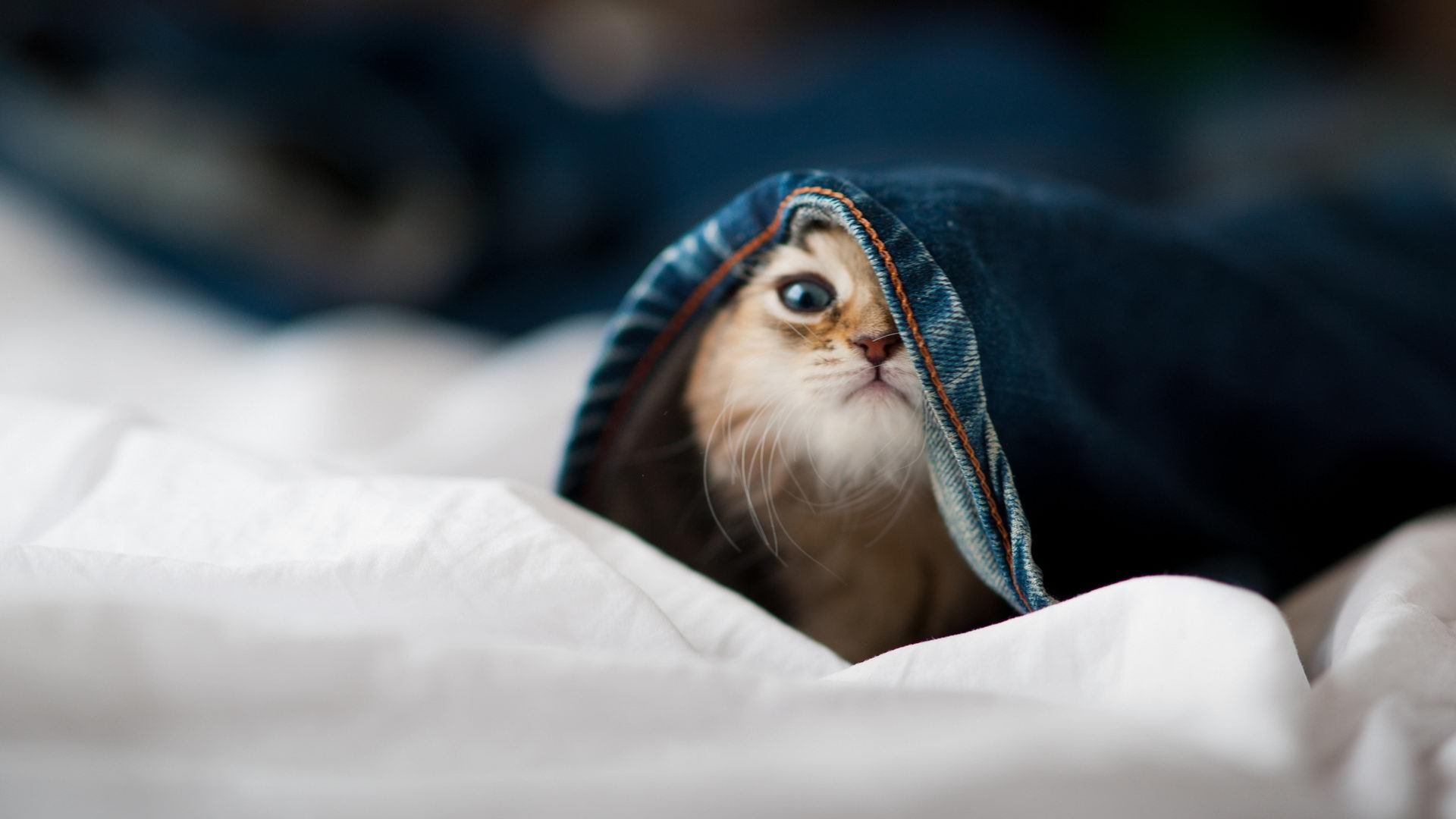 暗夜执棋者,当乔治的指尖划过欧冠半决赛的天穹