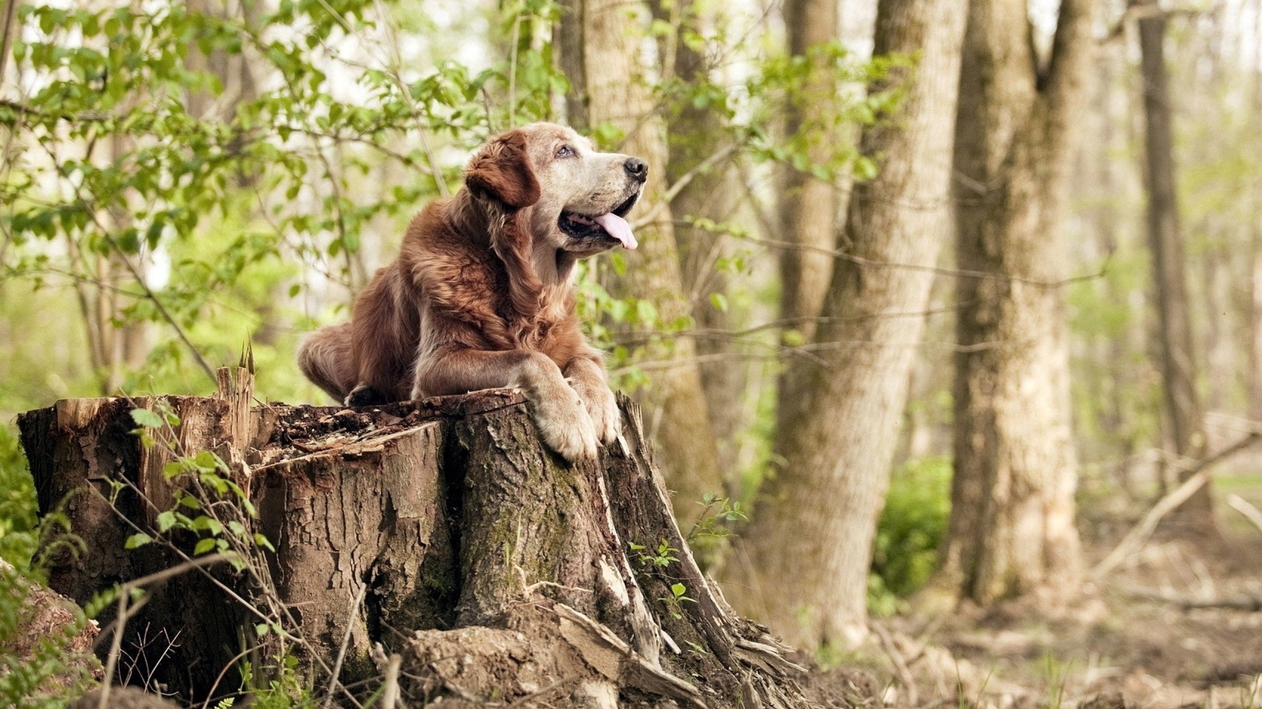 防守巨星伊布，委内瑞拉强行终结芬兰之战